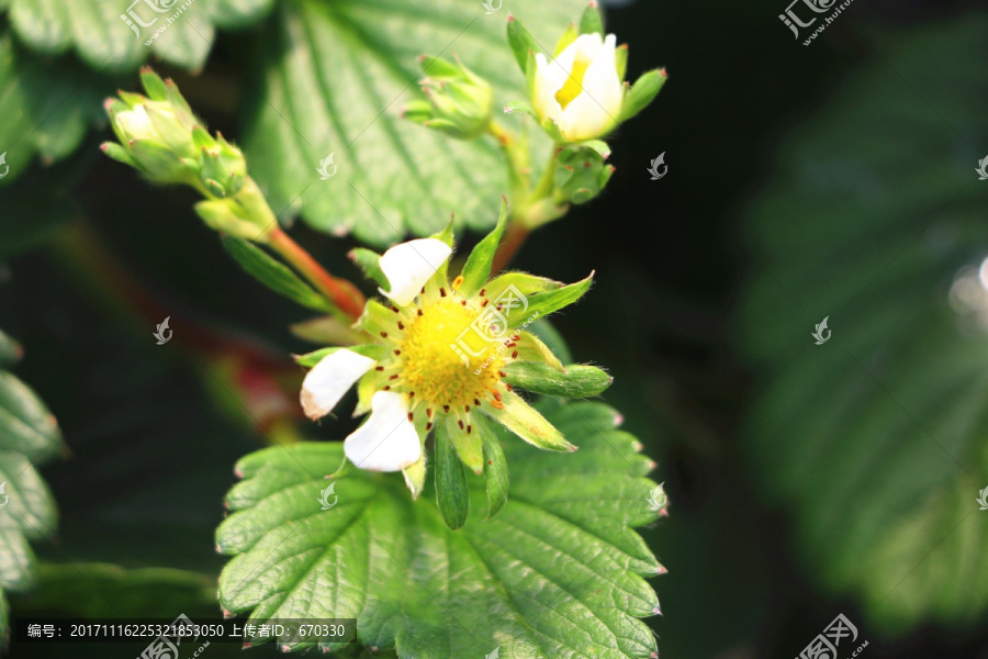 草莓种植