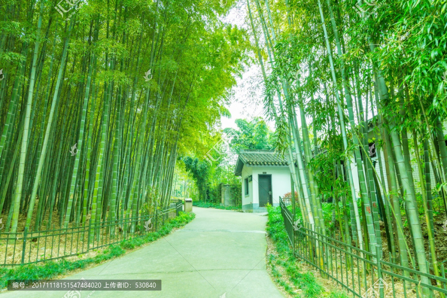 竹子竹林竹葉