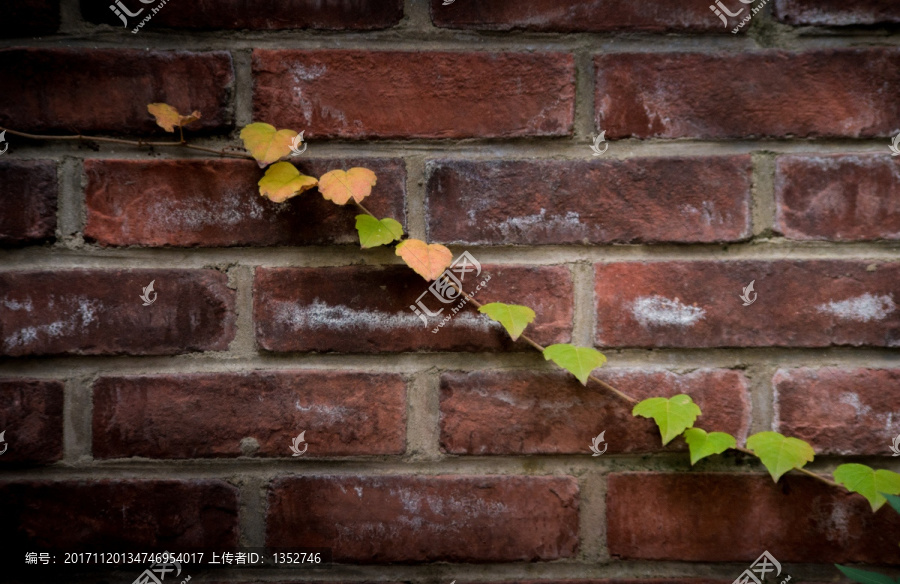砖墙上的树叶