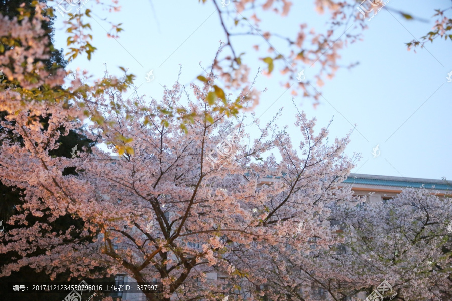 武汉大学樱花14