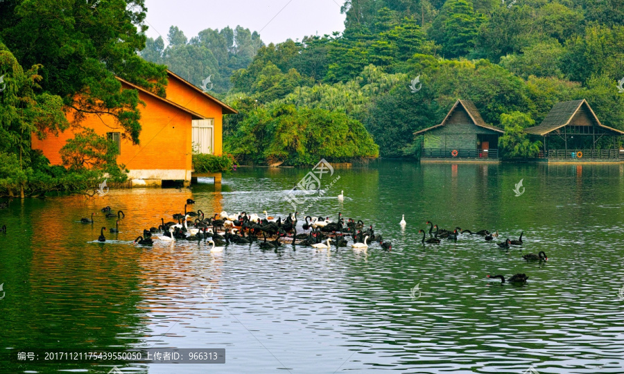 长隆动物园,野生动物,旅游