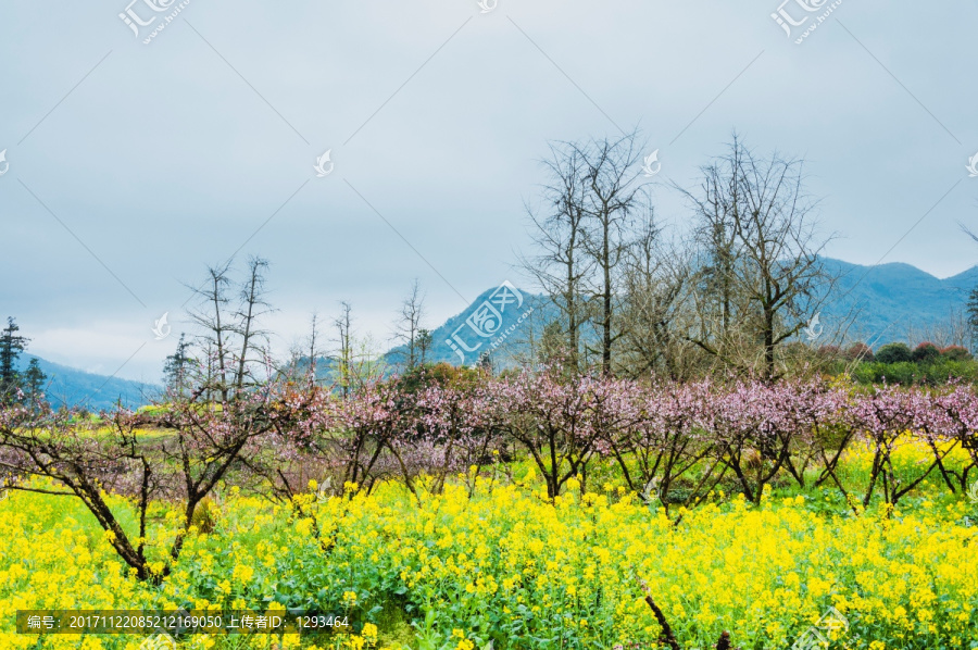 春色田野