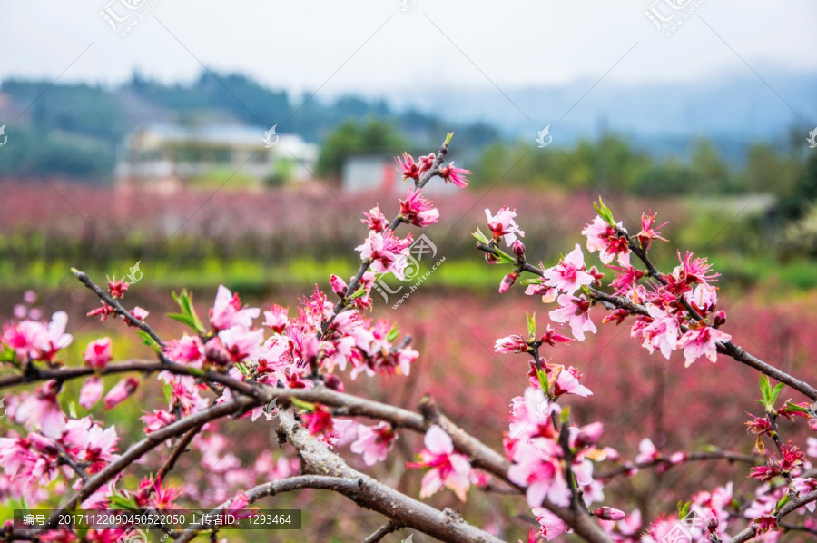 桃花盛開