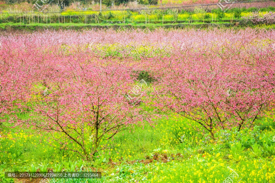 春色田野