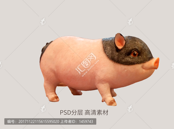 小豬可愛小豬