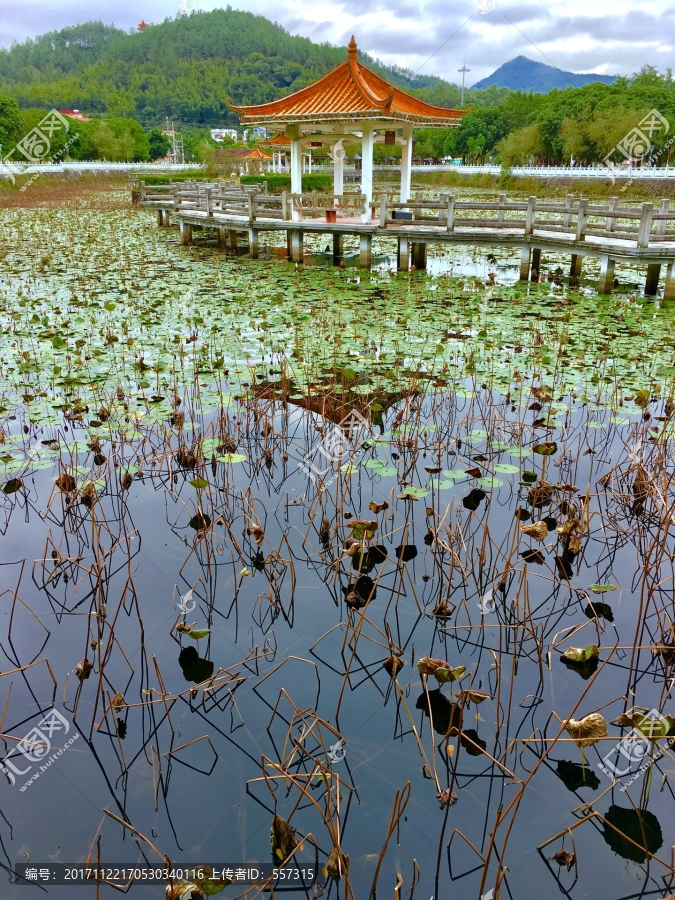 花都红山村荷花池