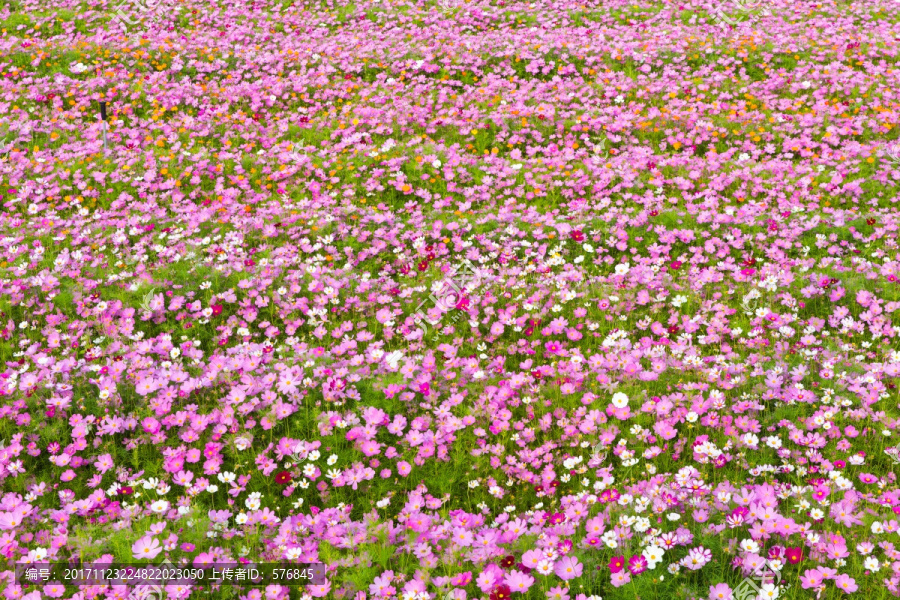 格桑花