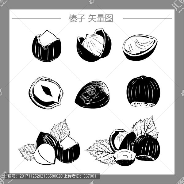 榛子矢量圖