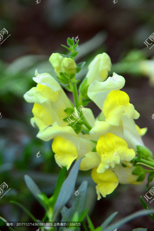 金鱼草花,黄色花朵特写