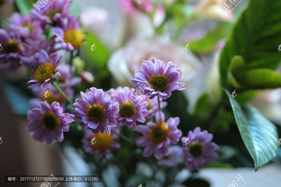 紫色小菊,鲜花,花束