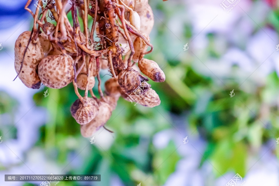 花生特写,落花生