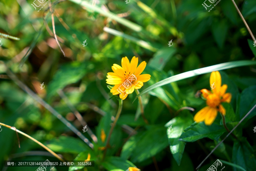 黄色小花