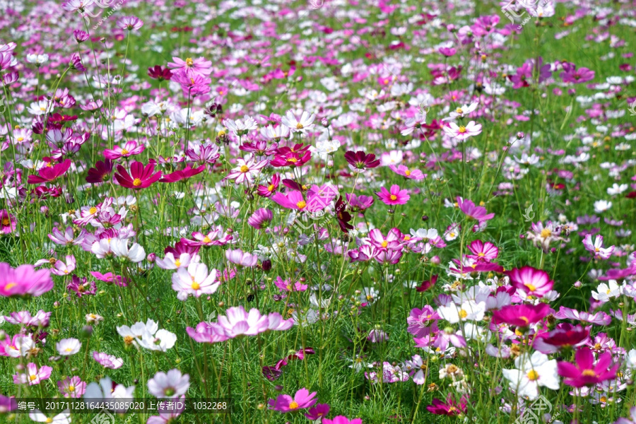 盈江格桑花花海