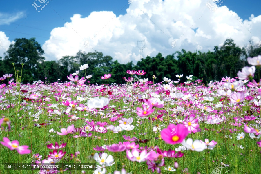 盈江格桑花花海