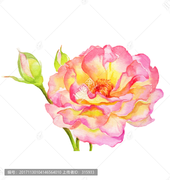 月季花