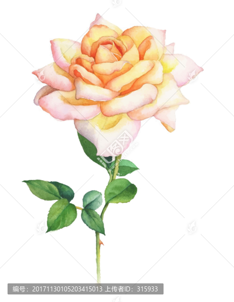 月季花