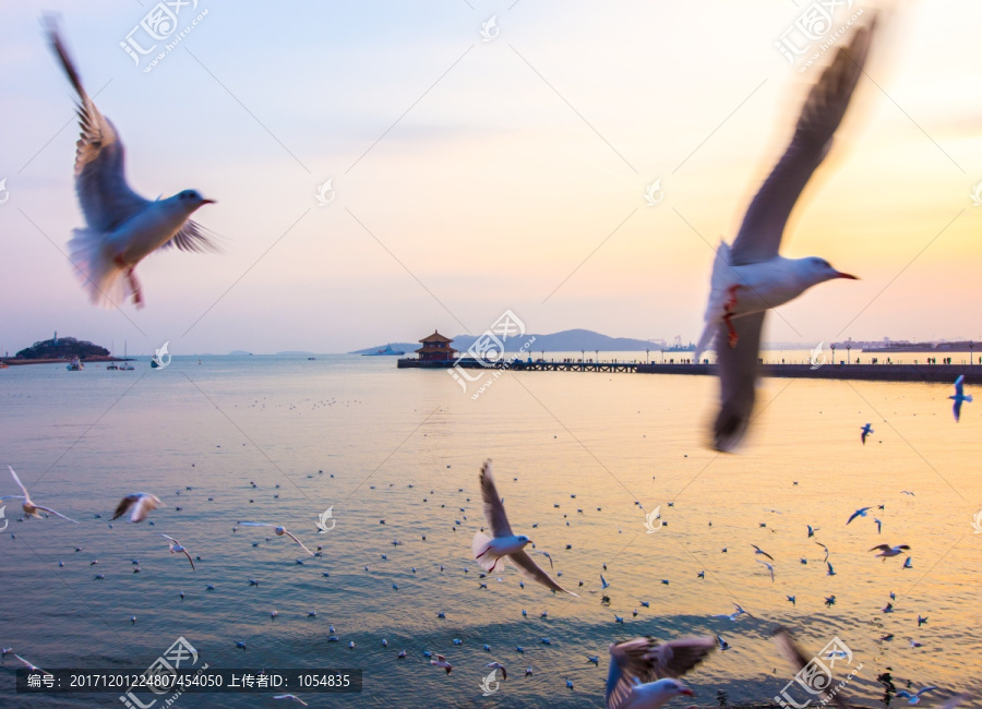 青岛栈桥海鸥