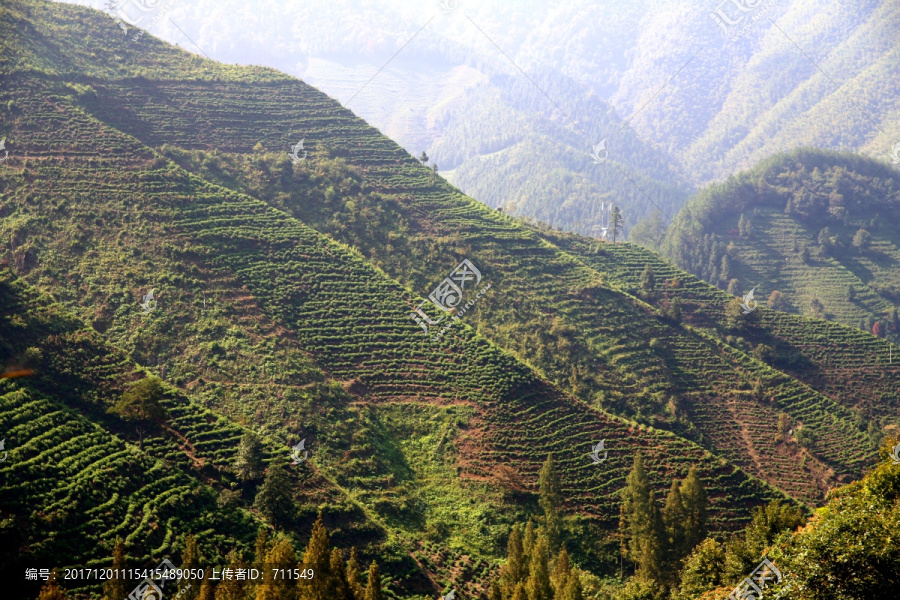 高山梯田茶园