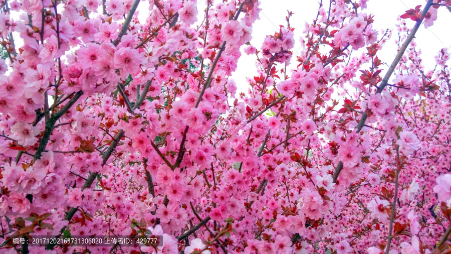 樱花观赏,,赏花节