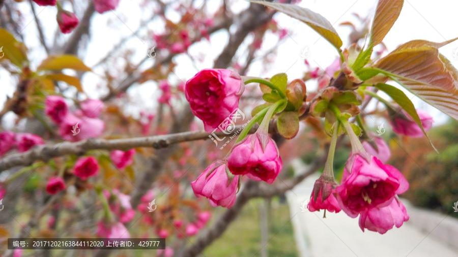 樱花