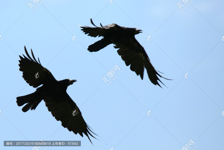一对飞翔的秃鼻乌鸦