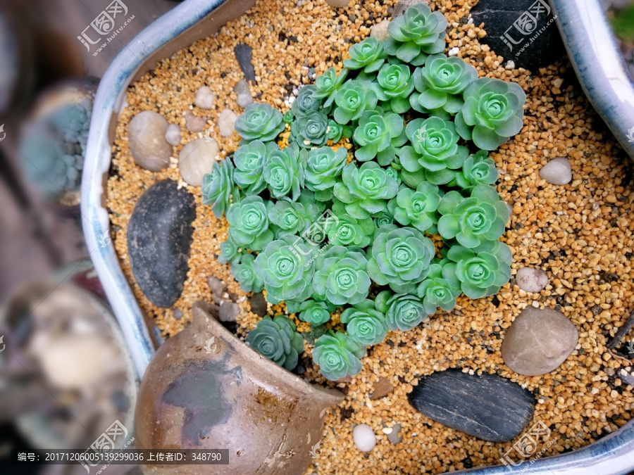 绿色多肉植物背景海报