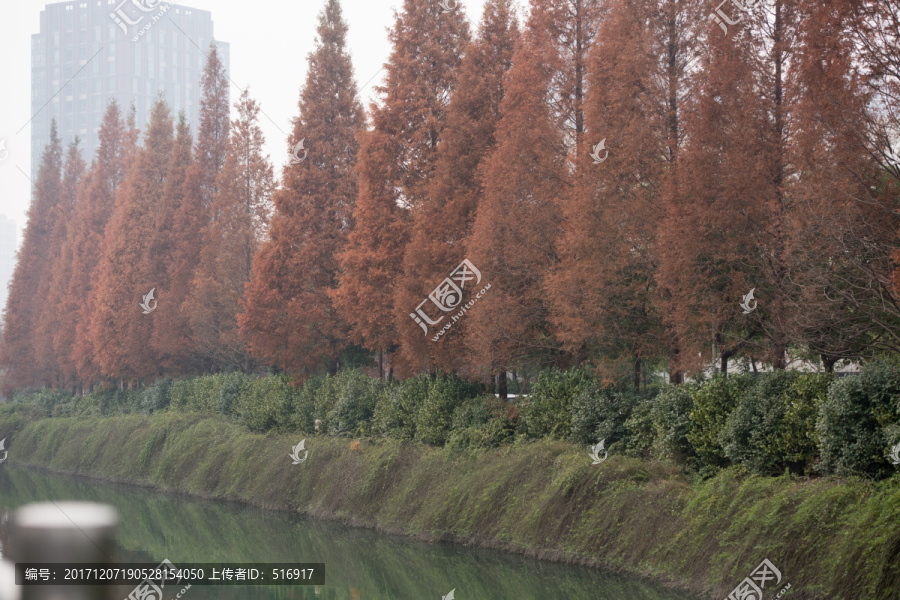 水杉,一排水杉,红艳艳的水杉