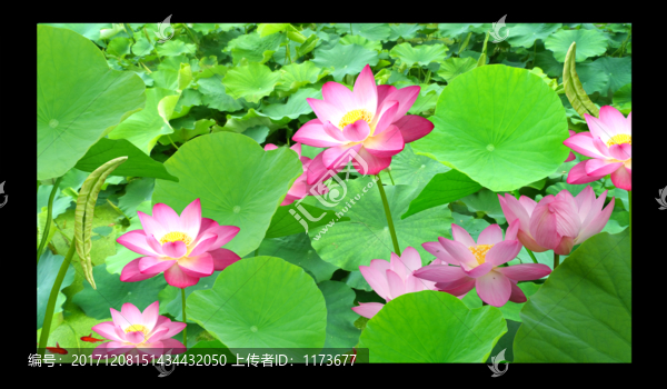 荷花