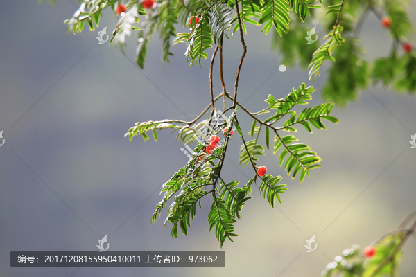 红豆杉,果,枝