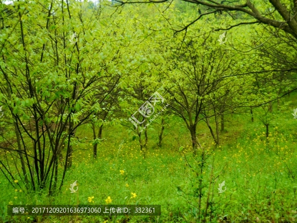 春天的板栗树林子