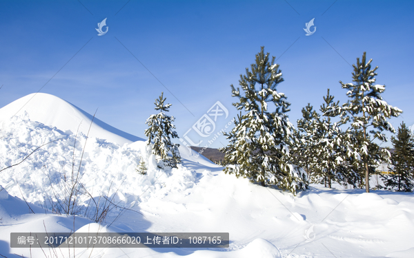 寒冬雪松