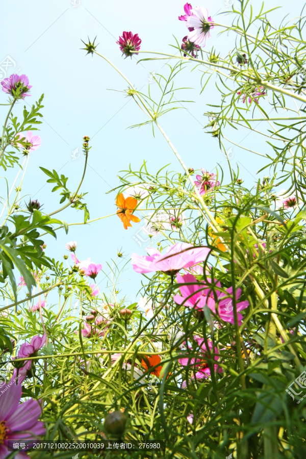 美丽格桑花