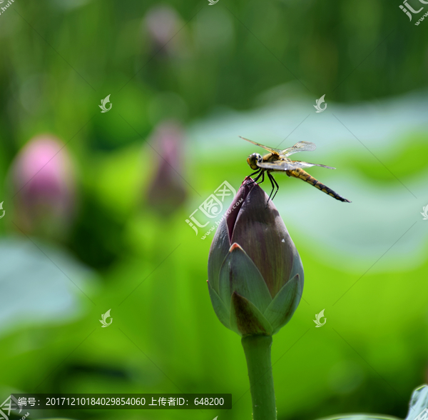 小荷才露尖尖角