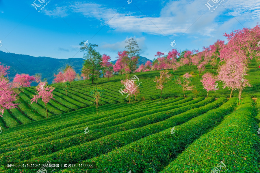 无量山樱花谷