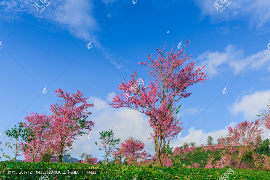 无量山樱花谷