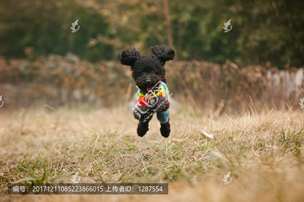 黑色貴賓犬