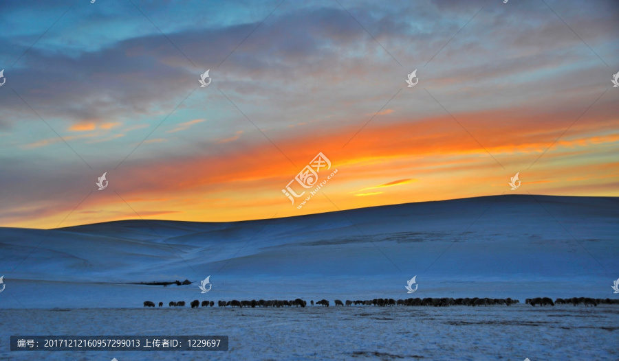 冬季,牧马,羊群,蓝天,白云