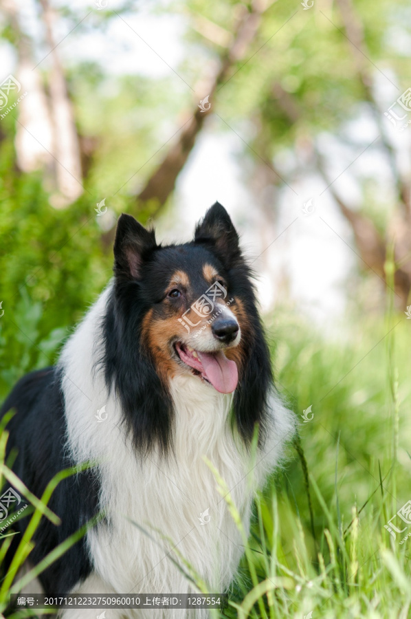 苏格兰牧羊犬