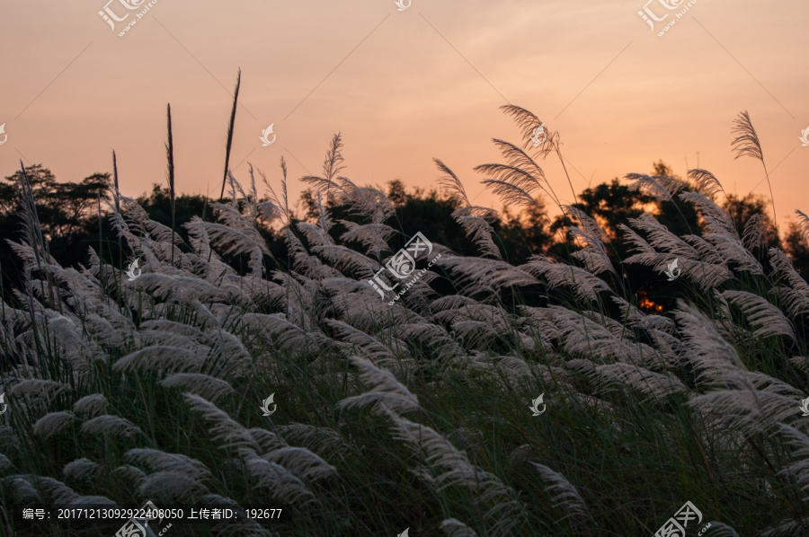 金秋芦苇