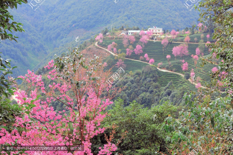 南涧,樱花谷