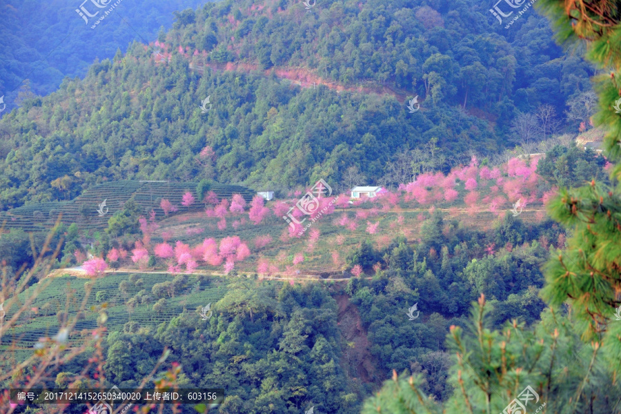 南涧,樱花谷