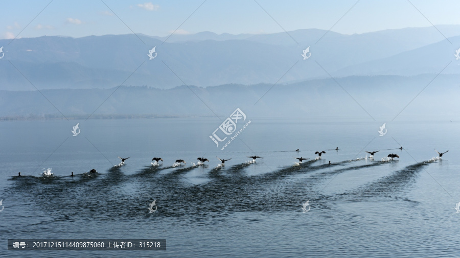 野鸭子起飞