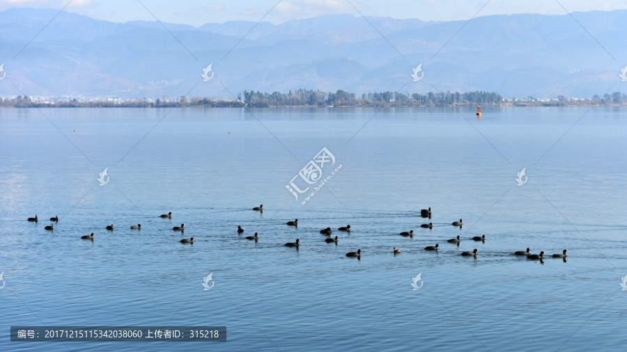 湖泊,晨雾,野鸭子