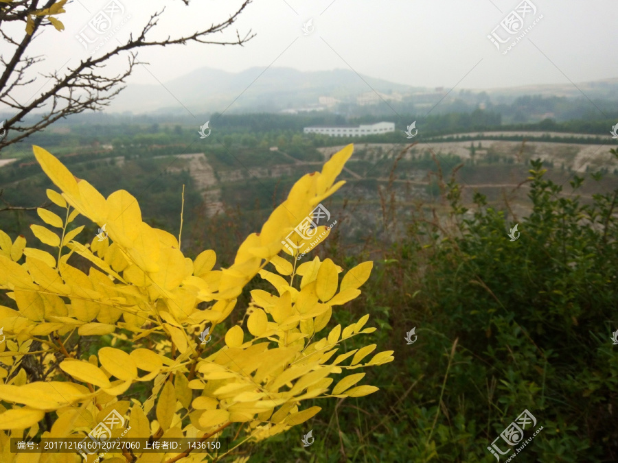 黄树叶