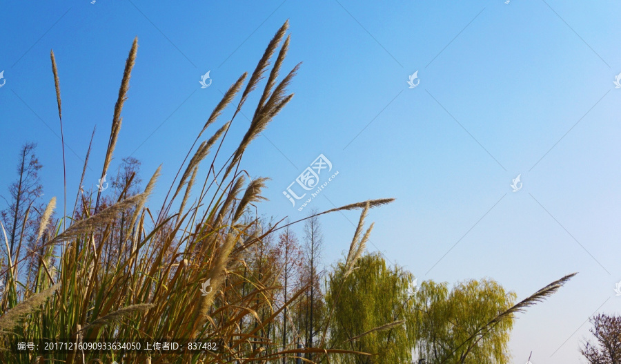 巴溪洲风景