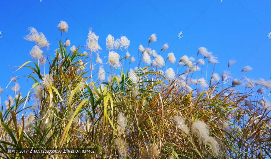 巴溪洲风景