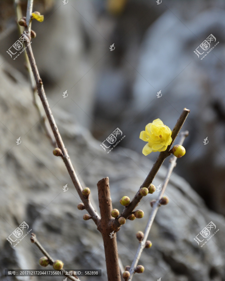 臘梅花枝