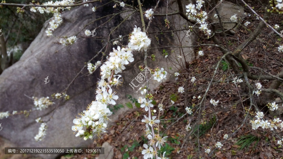 桃花,梅花