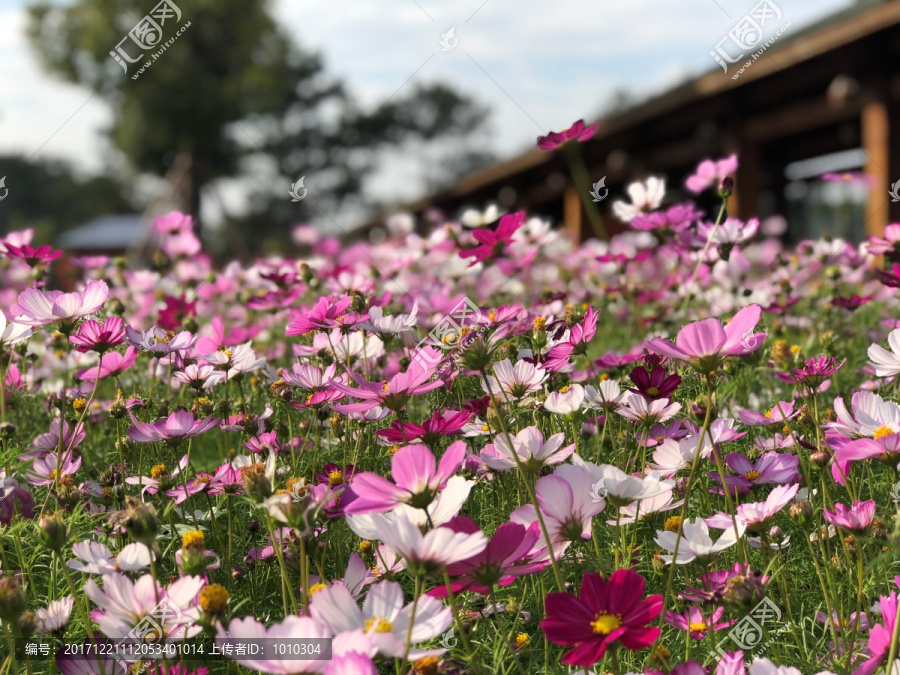 仙岳山格桑花