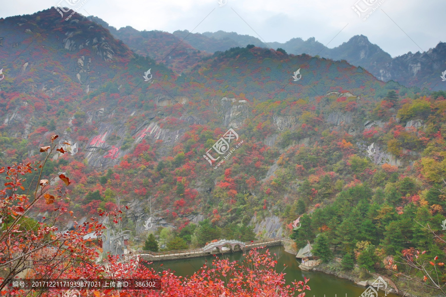 大山红叶